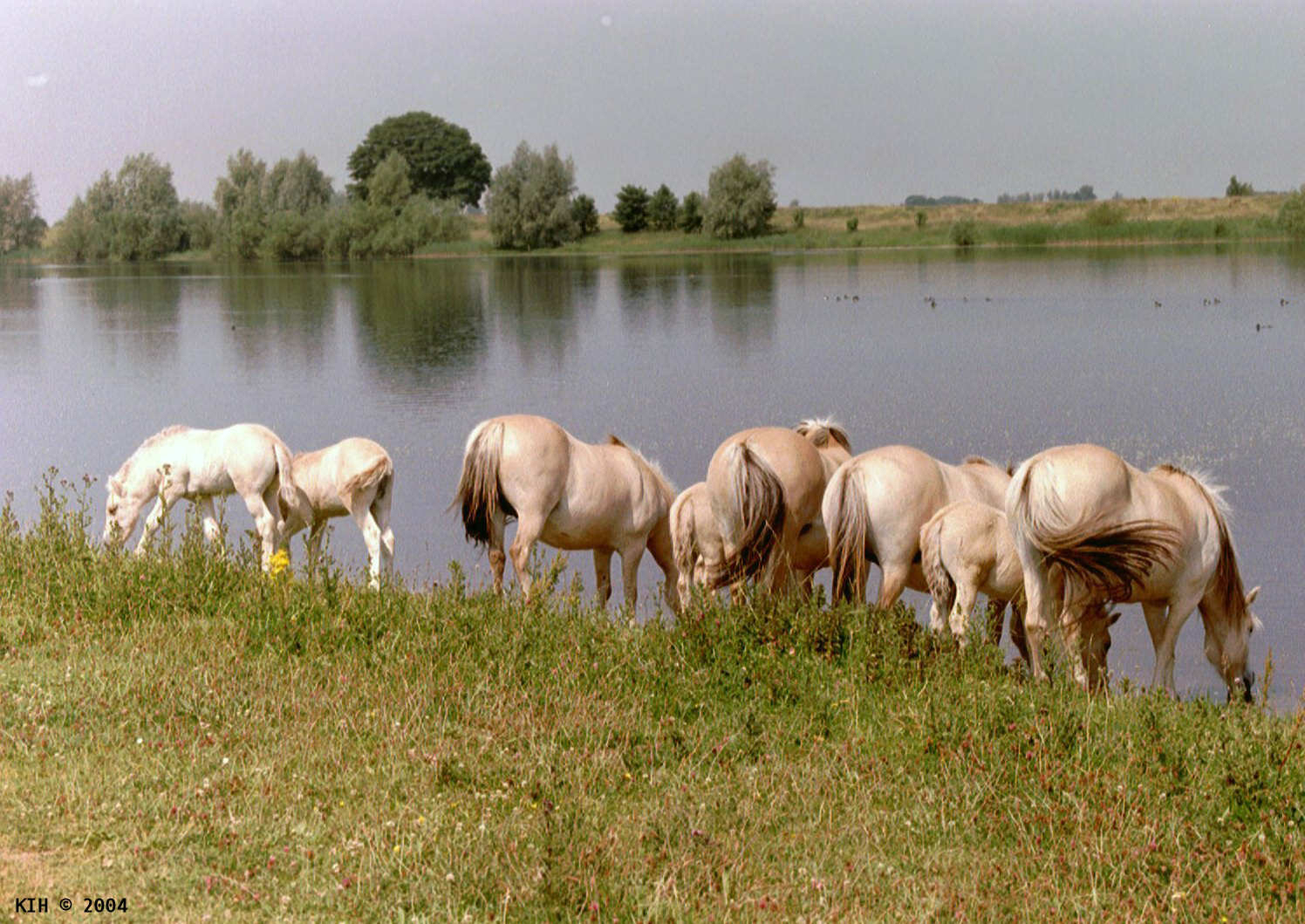 Horses drinking from lake [NL 2001]   KIH